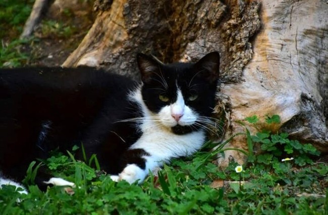 داستان عجیب یک گربه که بعد از 5 ماه به خانه برگشت