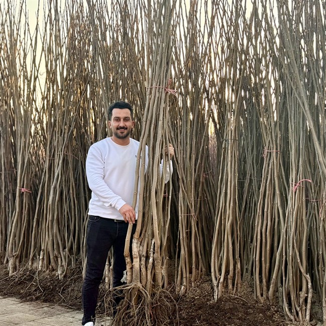 درآمد زایی میلیاردی مشابه سرمایه گذاری در طلا با احداث باغ نهال گردو ژنوتیپ رویال