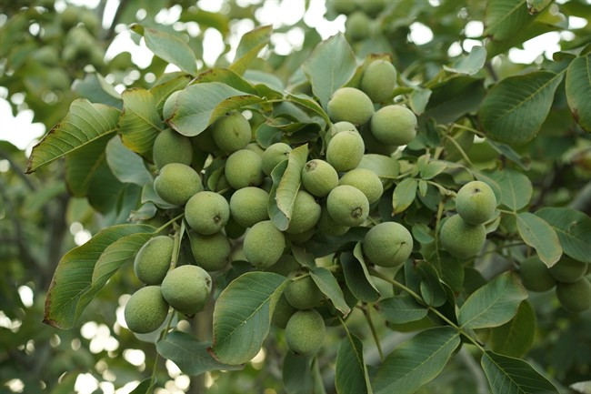 درآمد زایی میلیاردی مشابه سرمایه گذاری در طلا با احداث باغ نهال گردو ژنوتیپ رویال