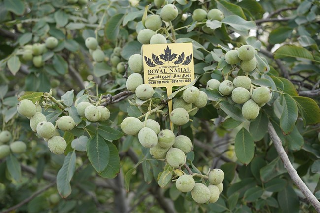 درآمد زایی میلیاردی مشابه سرمایه گذاری در طلا با احداث باغ نهال گردو ژنوتیپ رویال