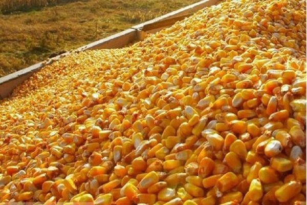 گوشت و مرغ در تله بخشنامه&zwnj;های جدید/ چه کسی از فاکتورسازی ۲۷۰ یورویی سود می&zwnj;برد؟