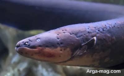 تعبیر خواب مار ماهی چیست؟ معنی دیدن مارماهی در خواب