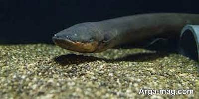 تعبیر رویای مار ماهی