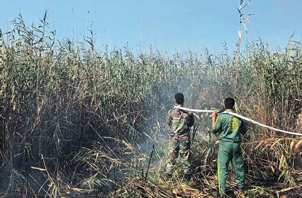 ایجاد آتش‌سوزی عمدی در تالاب انزلی/ 6 هکتار از نیزارها سوخت