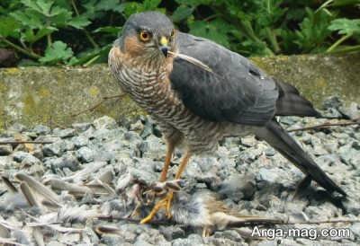 تعبیر خواب قرقی چیست؟ معنی دیدن این پرنده شکاری در خواب