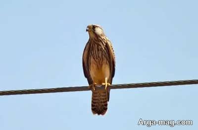 تعبیر رویای قرقی