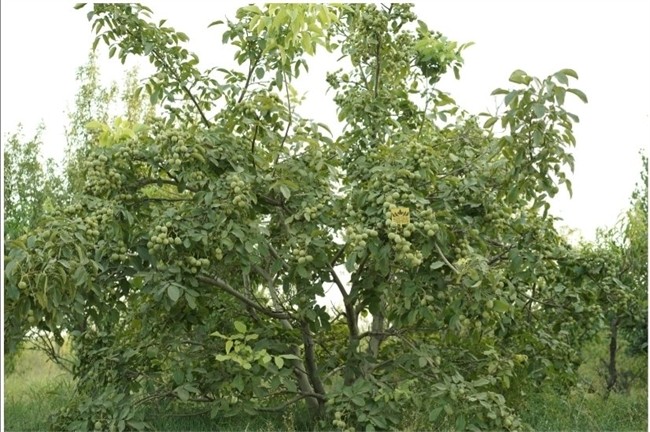 تن باردهی در هکتار با گردو ژنوتیپ تیپ ۷