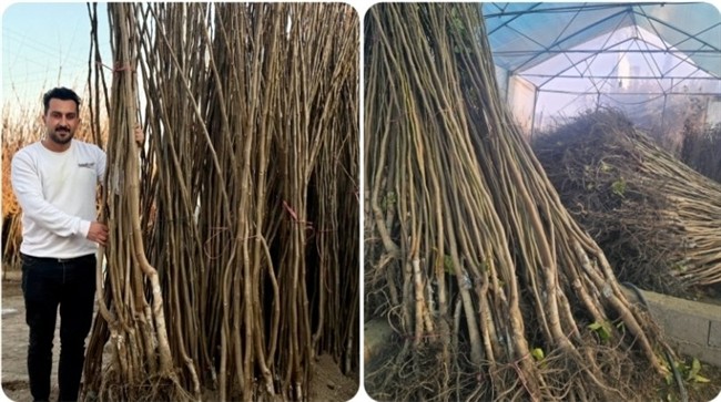 تن باردهی در هکتار با گردو ژنوتیپ تیپ ۷