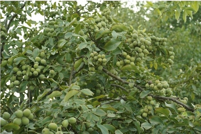 تن باردهی در هکتار با گردو ژنوتیپ تیپ ۷