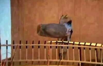 روایت شاهد عینی از موشک عمل‌نکرده در وسط دیوار یک منزل مسکونی+ فیلم