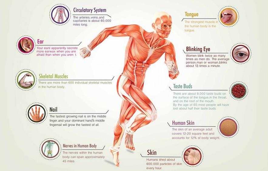 98 حقیقت بسیار جالب در مورد بدن انسان که شاید از آن ها اطلاع نداشته باشید