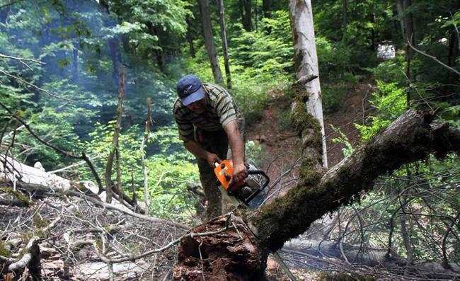 بودجه نگهداری و حفظ جنگل‌ها ناکافی است/جنگل‌های شمال کشور باید احیا شوند