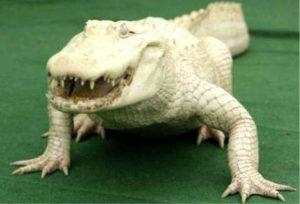 Albino_Animals_1x-w750