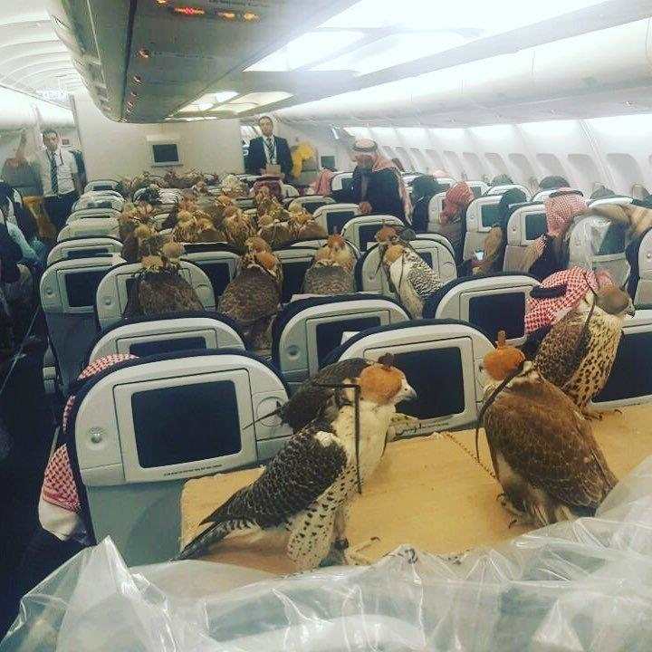 آنچه دیگران را متعجب کرده؛ شاهزاده سعودی و رزرو کل هواپیما برای انتقال 80 پرنده