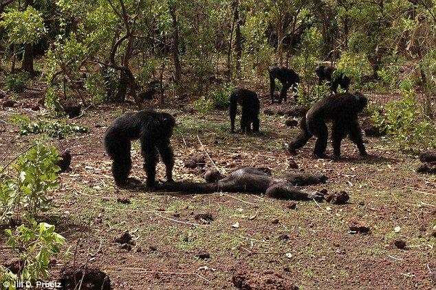 شامپانزه‌ها رئیس سابق خود را کشتند+فیلم