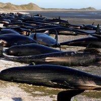 عکس/خودکشی نهنگ ها در سواحل نیوزیلند‎