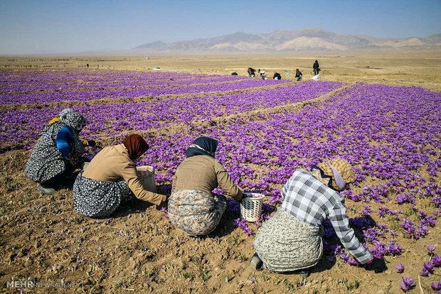 کشف قیمت واقعی زعفران ایرانی با گواهی سپرده کالایی