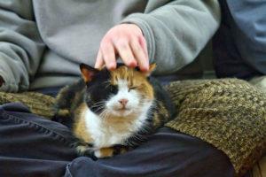 08-13-things-you-didnt-know-about-cats-purring-is-good-w900-h600