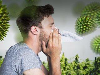 گیاهان مفید در آلرژی (2)