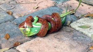 equestris-being-eaten-by-a-snakex