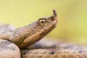 Western-nose-horned-viper.jpg.838x0_q80-w900-h600