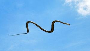 Flying_Snake