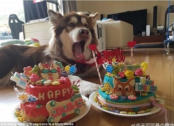 کوکو خوشبخت ترین سگ جهان