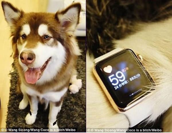 کوکو خوشبخت ترین سگ جهان