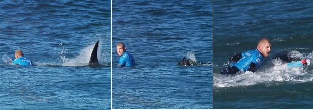 shark attack