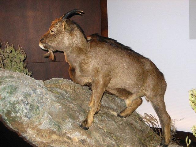 پستانداران غول پیکر