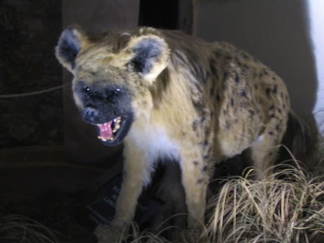 پستانداران غول پیکر