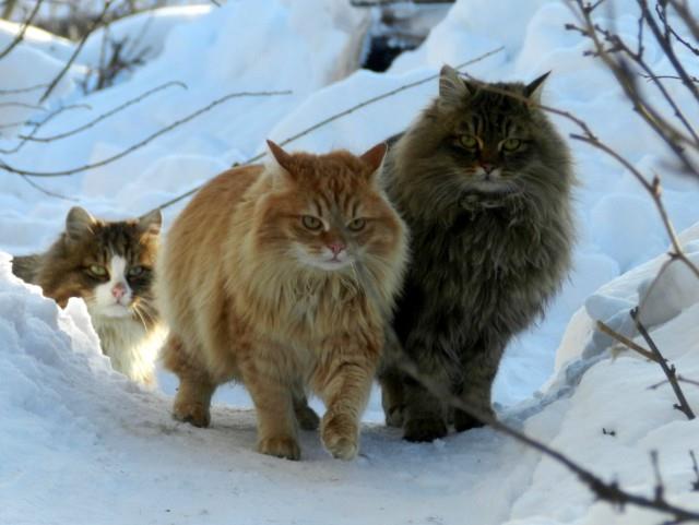 نژاد گربه نروژی جنگلی
