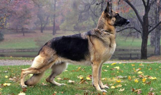 سگ ژرمن بسیار باهوش و محبوب است