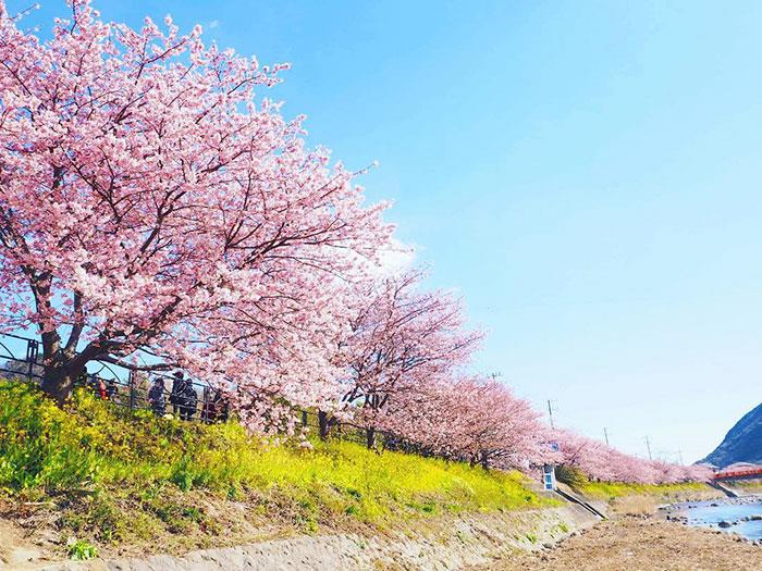 تصاویری زیبا و شگفت انگیز از جشن شکوفه های گیلاس در کشور ژاپن