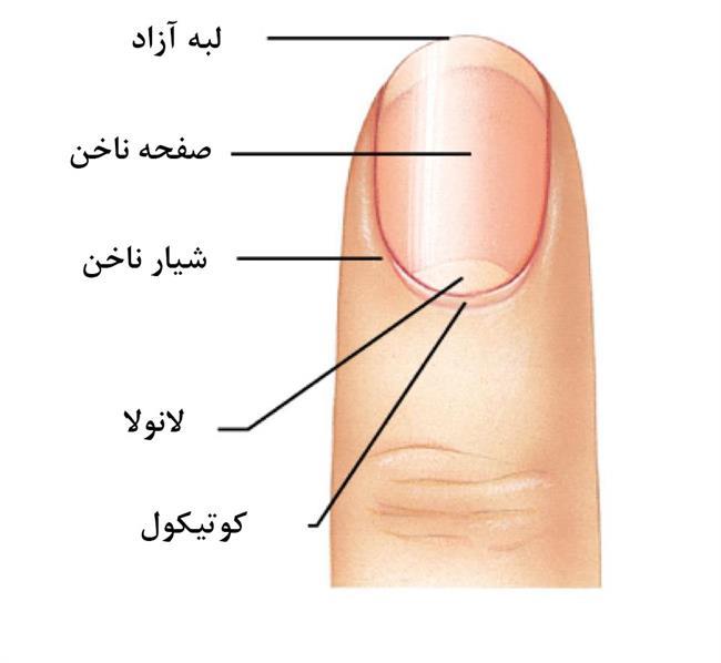 ساختار ناخن