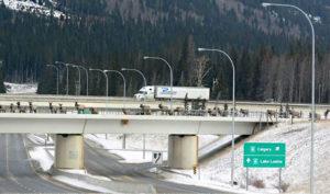 animal-bridges-wildlife-crossings-70-58aa9e5f7c98e__880-w900-h600