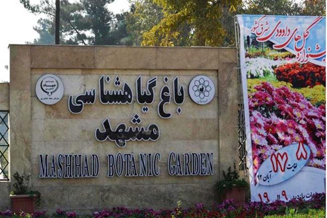باغ گیاه شناسی مشهد؛ بهشت گل‌های داوودی