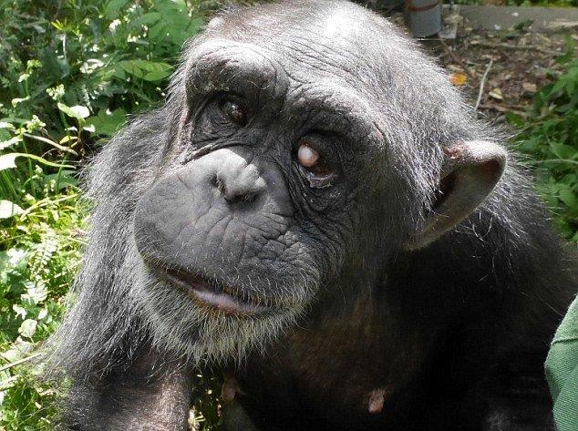 ابتلای یک شامپانزه به تریزومی 22