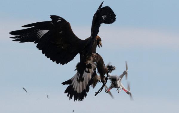 شکار پهپاد توسط عقاب های تعلیم دیده ارتش فرانسه [تماشا کنید]