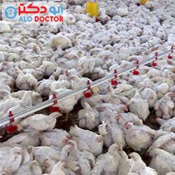 وزارت بهداشت درباره آنفولانزای پرندگان هشدار داد