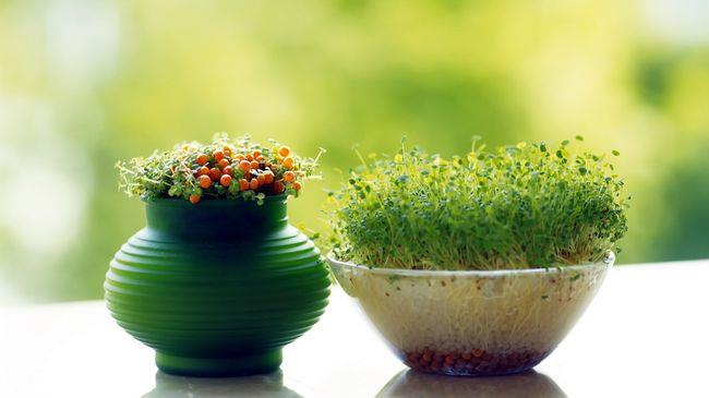 سبزه عید امسال را با این بذر درست کنید