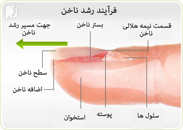 فرآیند رشد ناخن