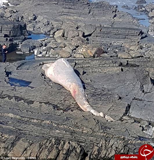 تصاویر دلخراشی که پهپاد گرفتند