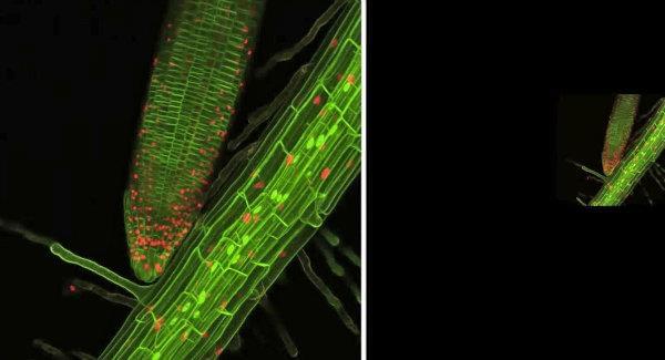 تماشای رشد ریشه یک گیاه از نمایی که تا کنون ندیده اید