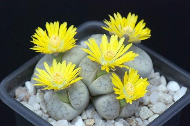 Lithops weberi