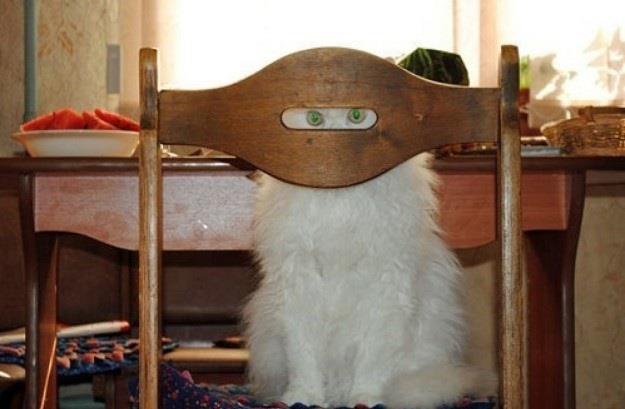 20 عکس خنده دار از گربه ها که نشان می دهند آن ها ماموران مخفی هستند