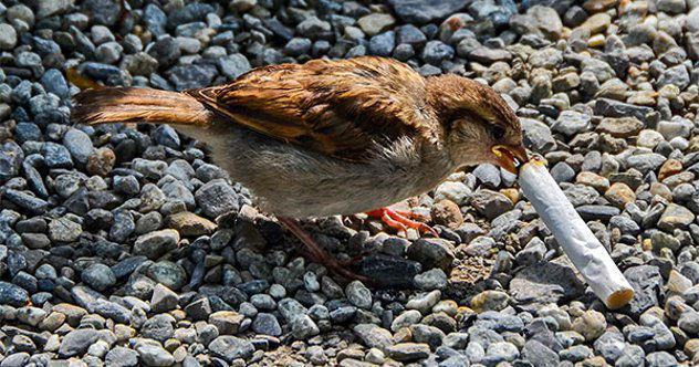 right-city-birds-cigarette-butts-600-w700