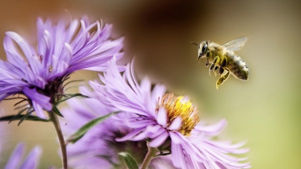 محققان با استفاده از زهر زنبور ماده ای را برای انتقال دارو به مغز تولید کردند