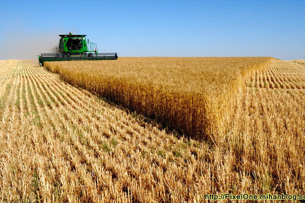 داد وستد 30 هزار تن گندم خوراکی در بورس کالا