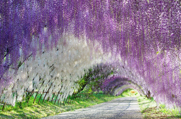 مجموعه تصاویر شگفت انگیزی که زیبایی های بهار در جشنواره ویستریای ژاپن را نشان می دهند